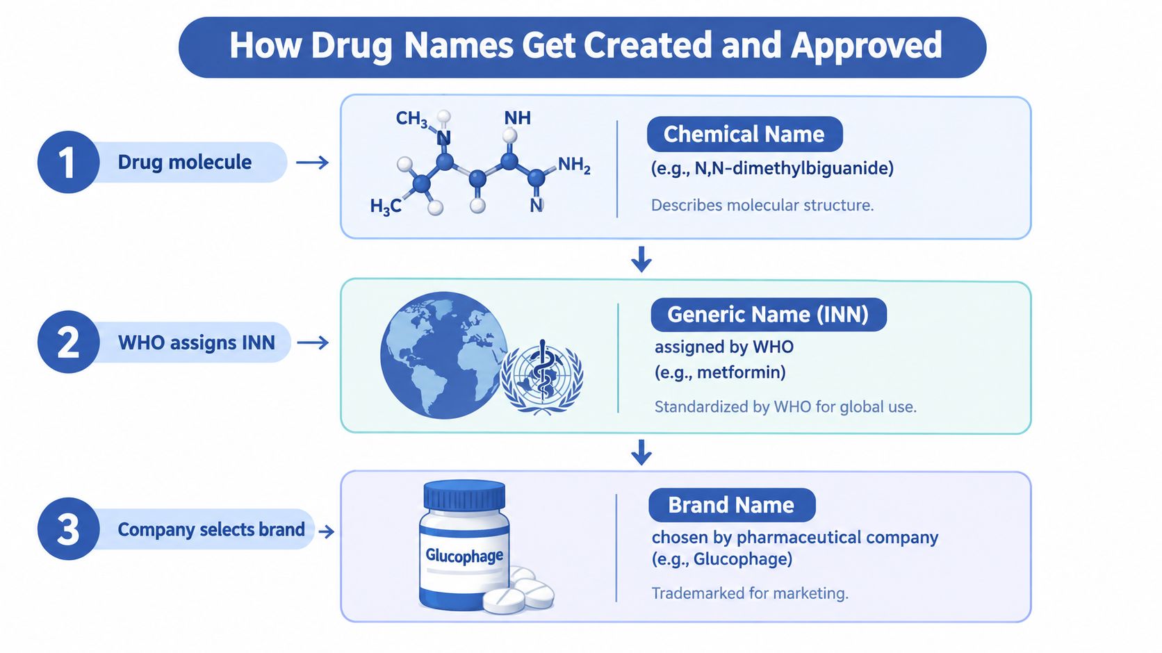 An infographic illustrating the three-step process of how drug names are created, assigned, and branded.